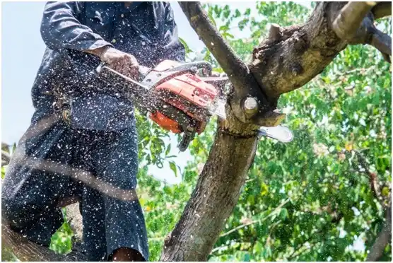 tree services Chelan